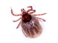 presumed Ixodes ricinus